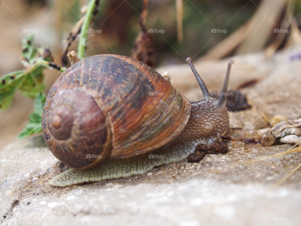 Close-up of snail on rock