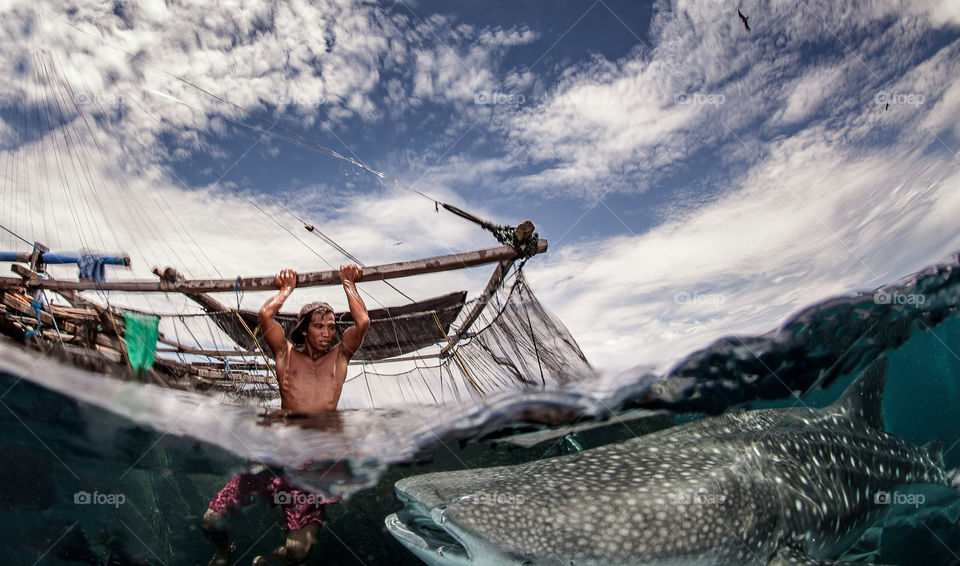 Whale shark, over/under shot in Indonesia 