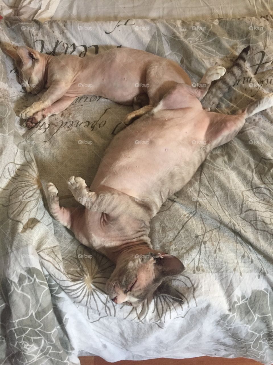 Our sleeping bambino Sphynx cats in the hot summer day 