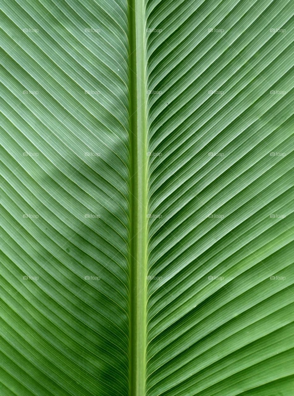 View the beautiful and natural motifs of banana leaves