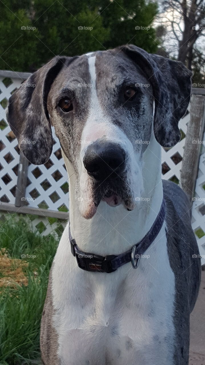 our Great Dane looking cute and a bit confused