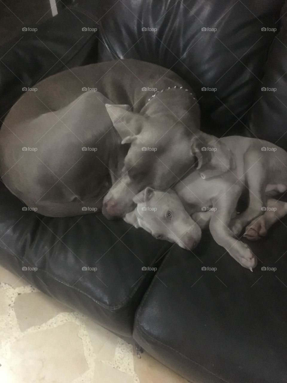 Weimaraner father and son
