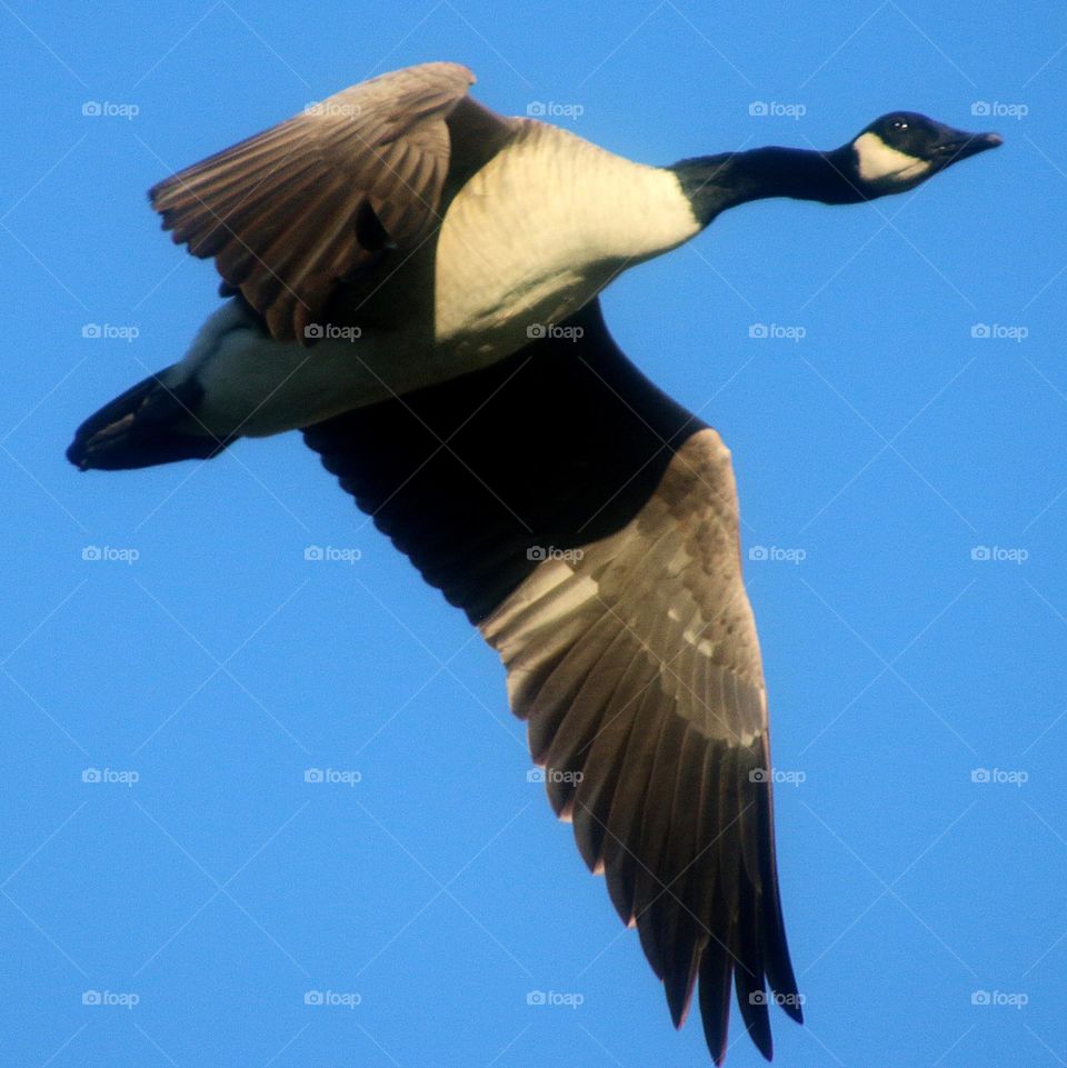 A Canada Goose Flying By