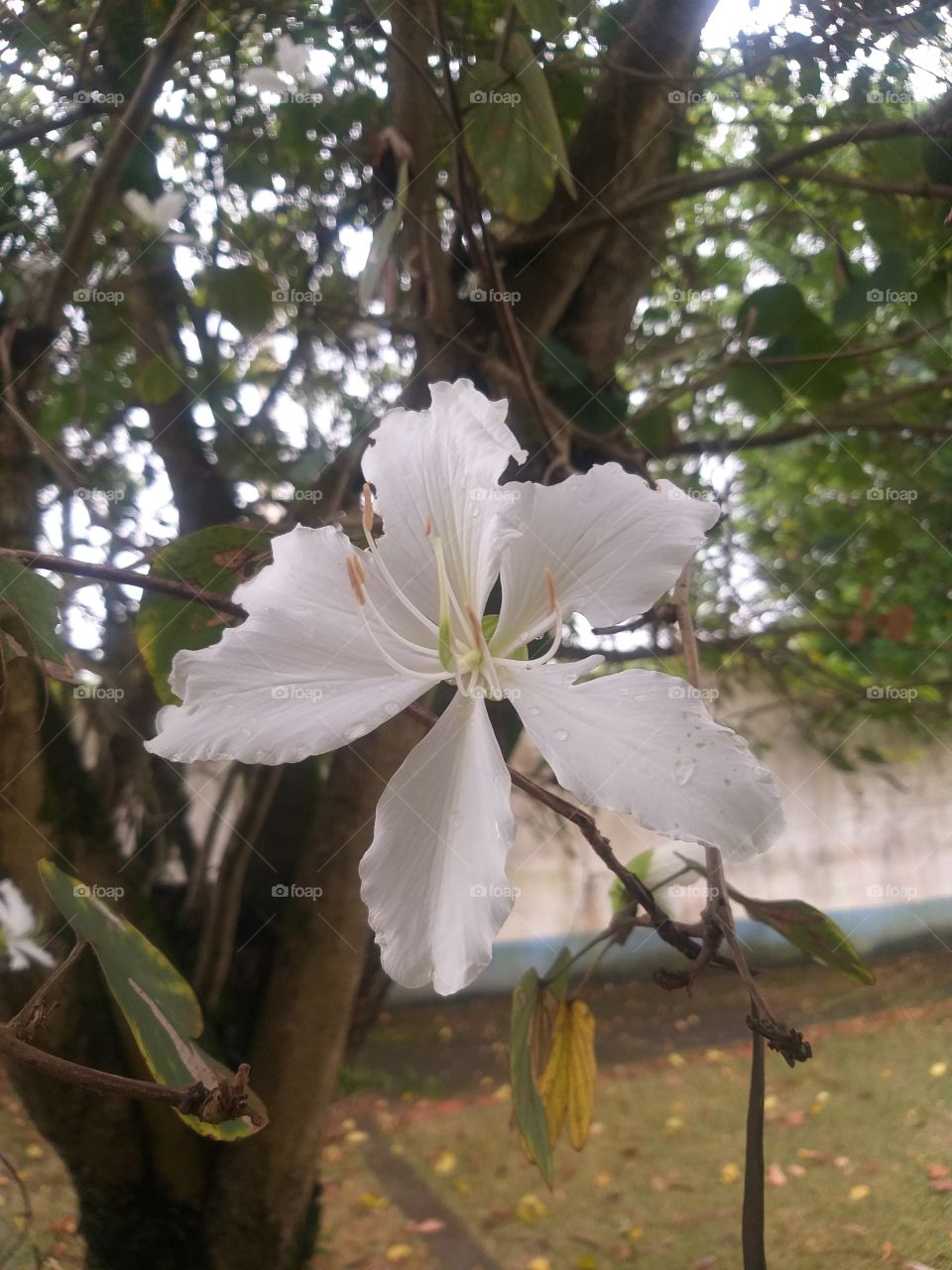 After a rainy day this flower symbolizes and aspires to peace in such difficult moments.