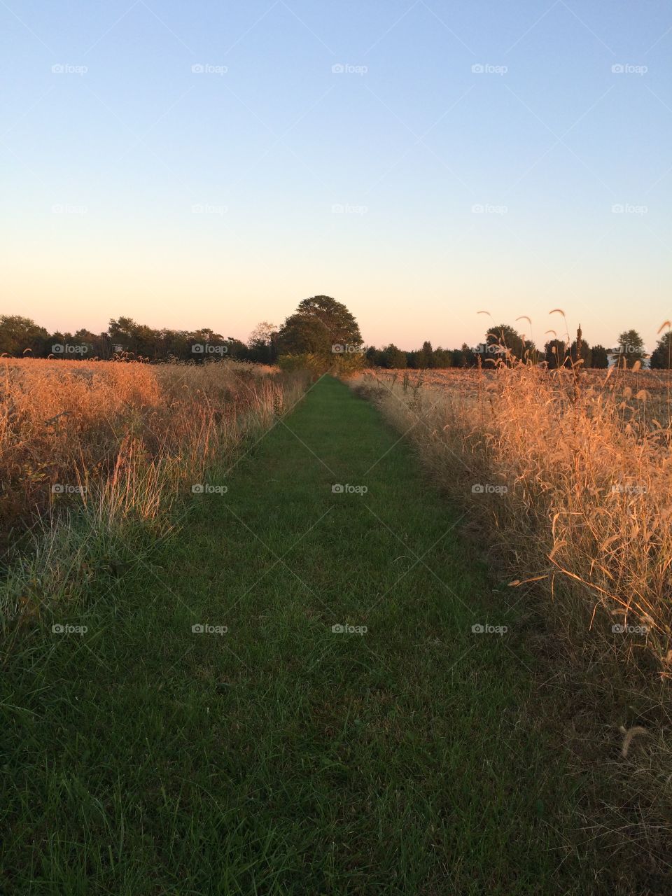 Field Path