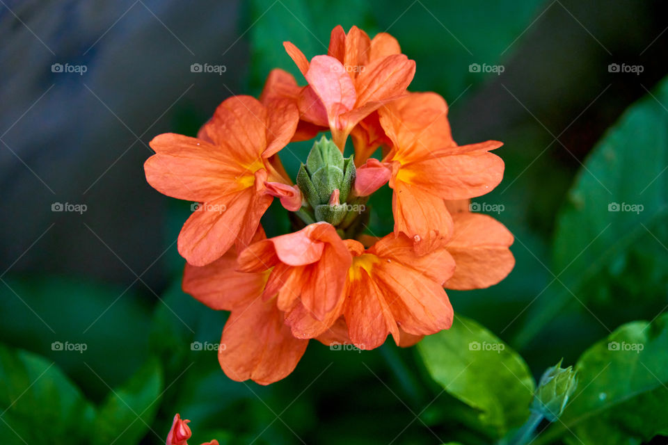 Floral photography - Crossandra - Central.buddings animal face