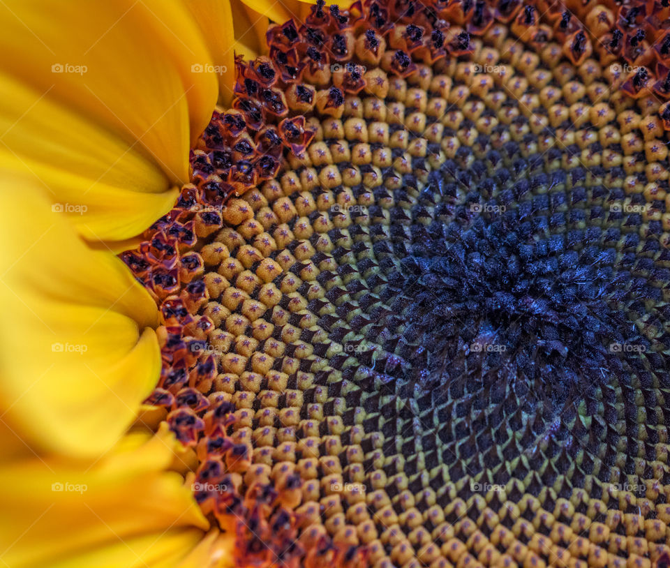 Macro shot of a sunflower