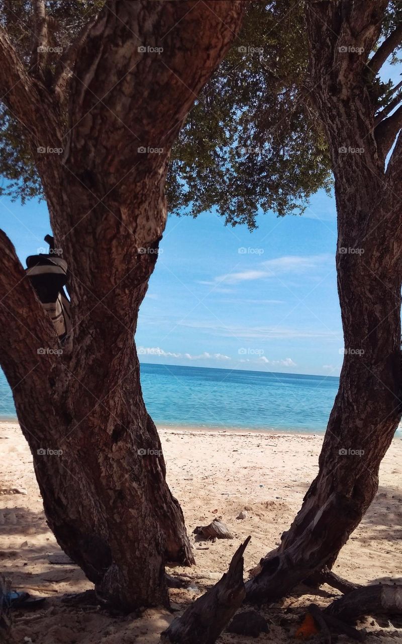 Looking at the sea behind two trees