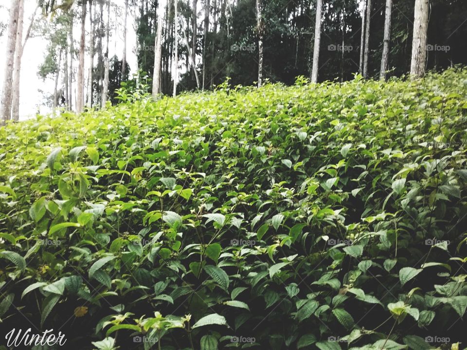 Vegetação felpuda.