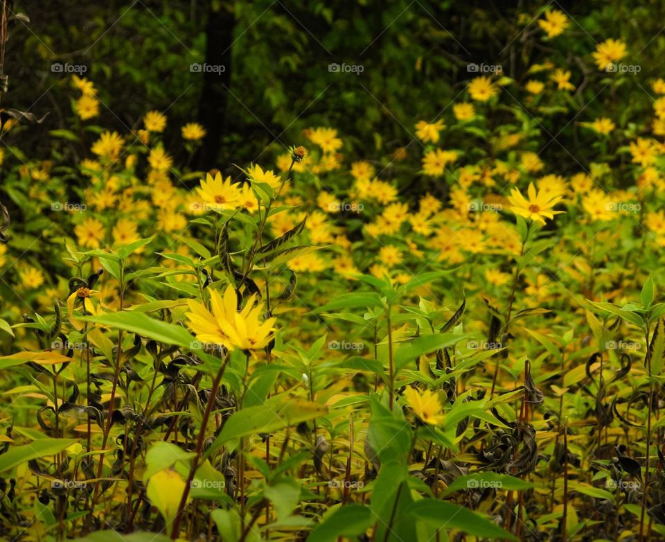 flowers, bright, beautiful , warm, summer, nature , delicate , yellow 