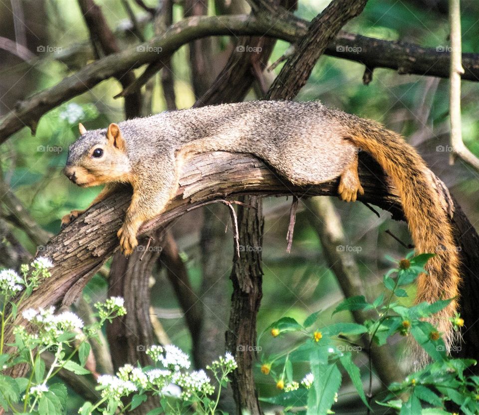 Squirrel on branch