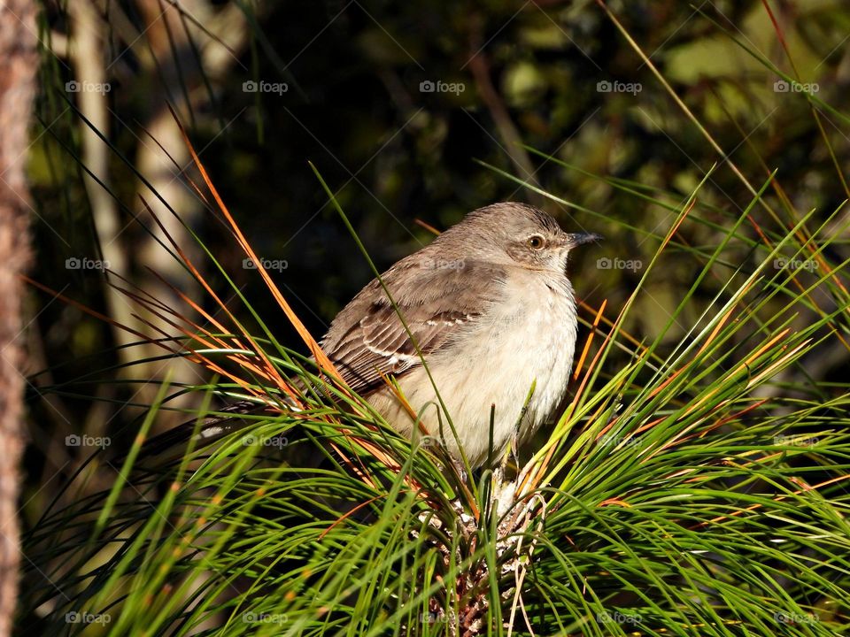 This is spring. Things are coming to life. A time of rebirth, renewal and awakening. A fat Mocking bird is perched on top of a pine tree awaiting his next meal