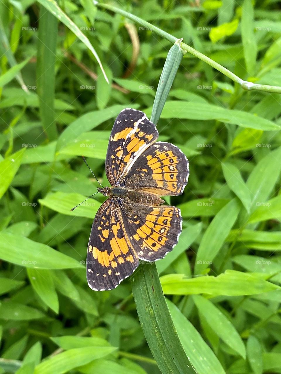 A pearl crescent butterfly sitting on a blade of grass