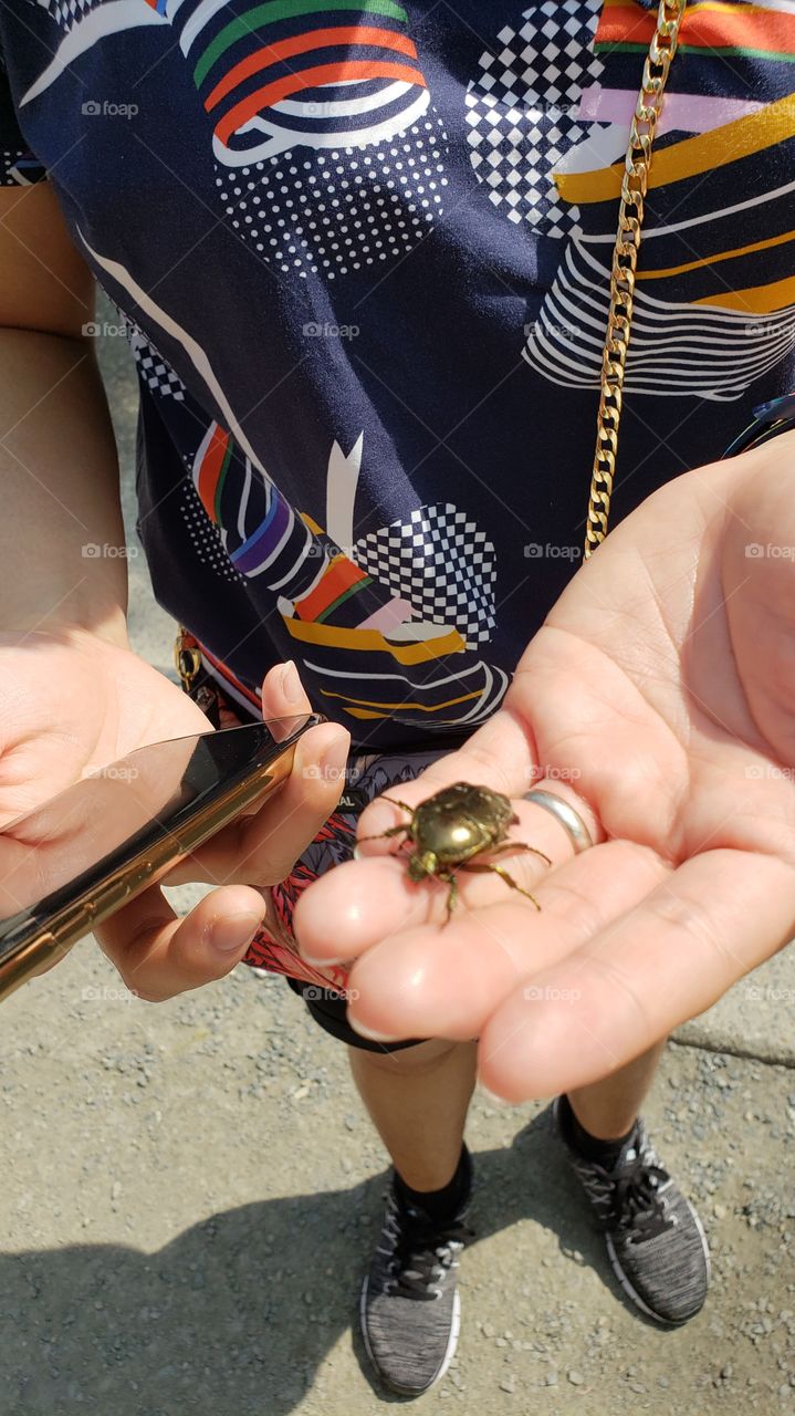 Golden Beetle Resting - Kyoto Japan