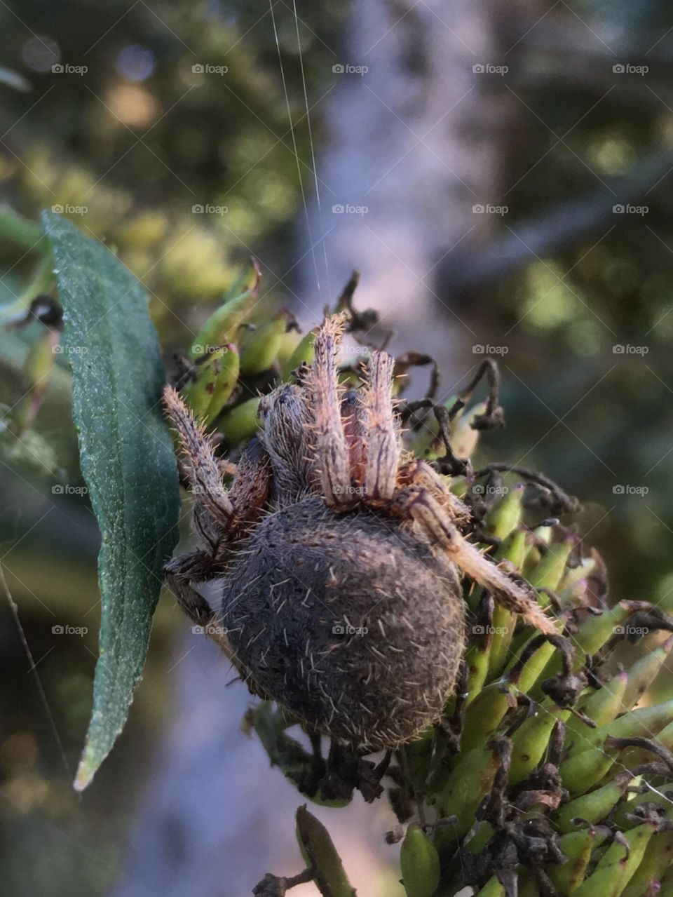 Hairy Spider Climbing on plant