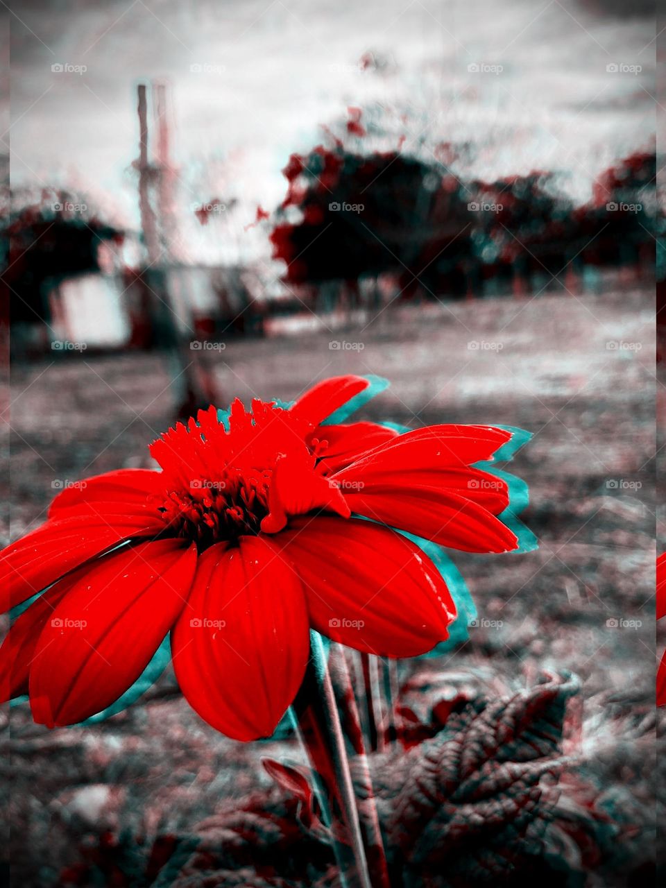 Flor roja 