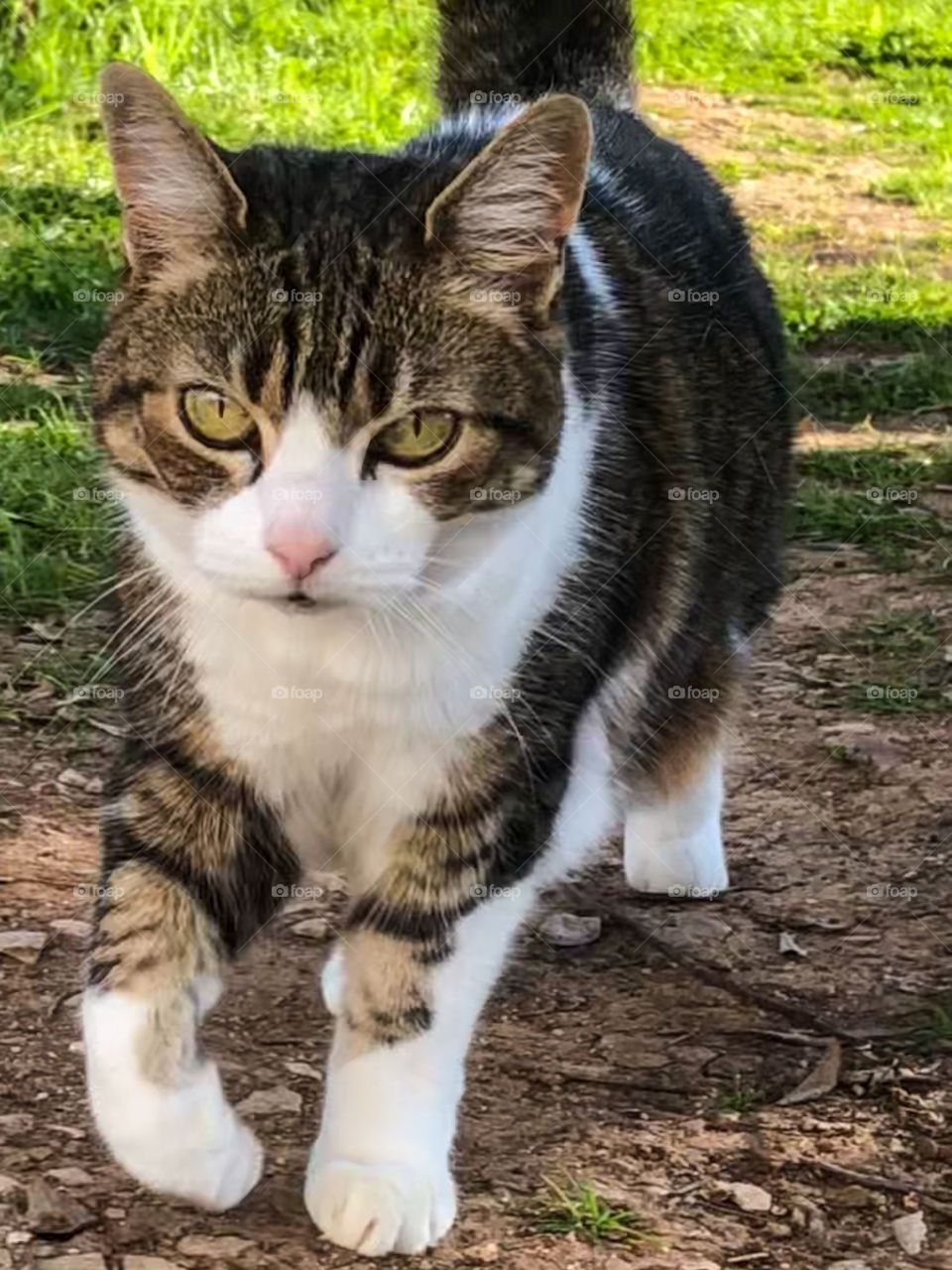 Tabby and white cat taking a stroll in the garden