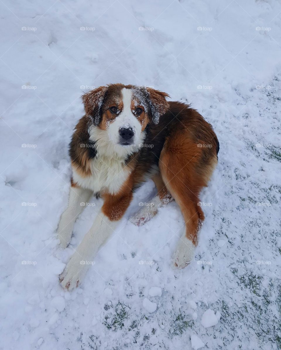 Beautiful Snow Angel 😇🐶💓
Canadian Dog , Living The Life ❄🐾