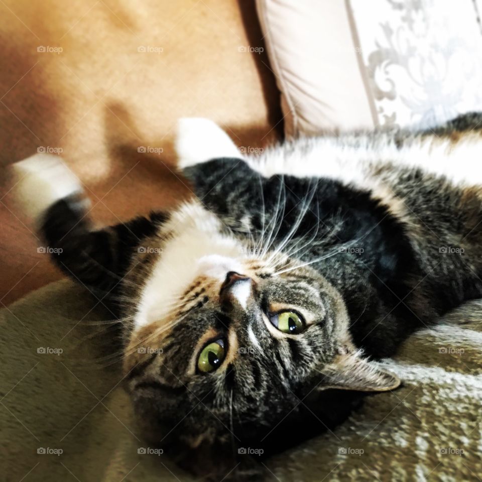 Daphne laying upside down 