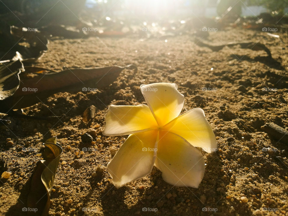 Close-up of flower