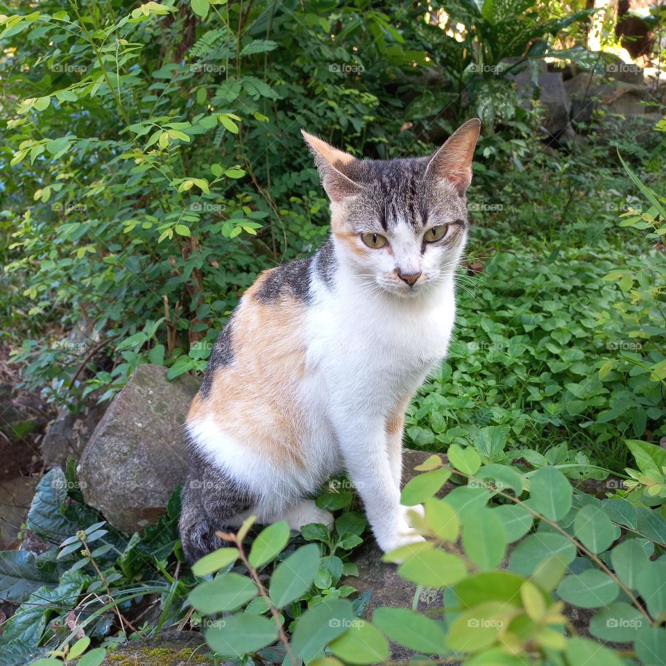 A beautiful and cute cat among the weeds