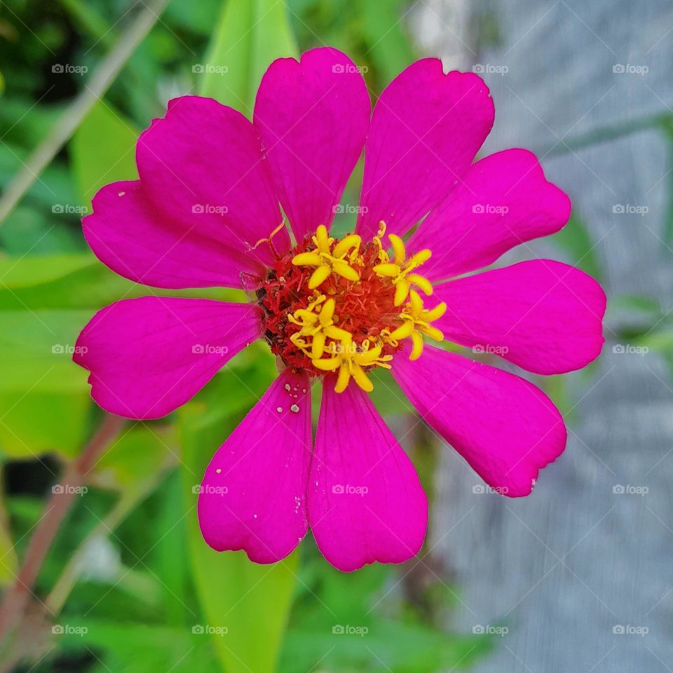 Flower In Garden