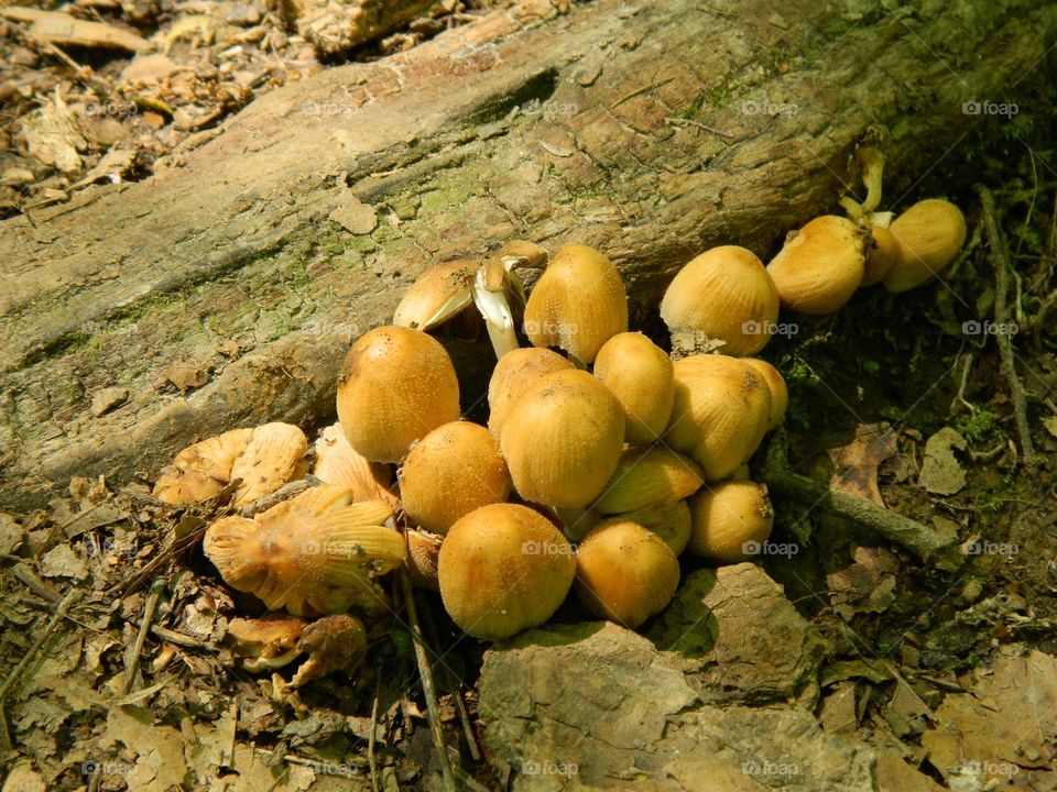 mushrooms in the summer