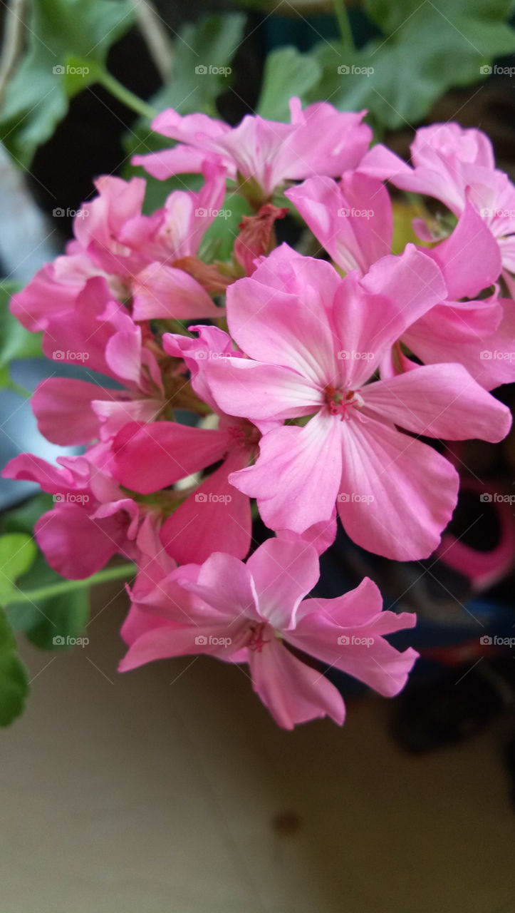 flower ☺ smile....