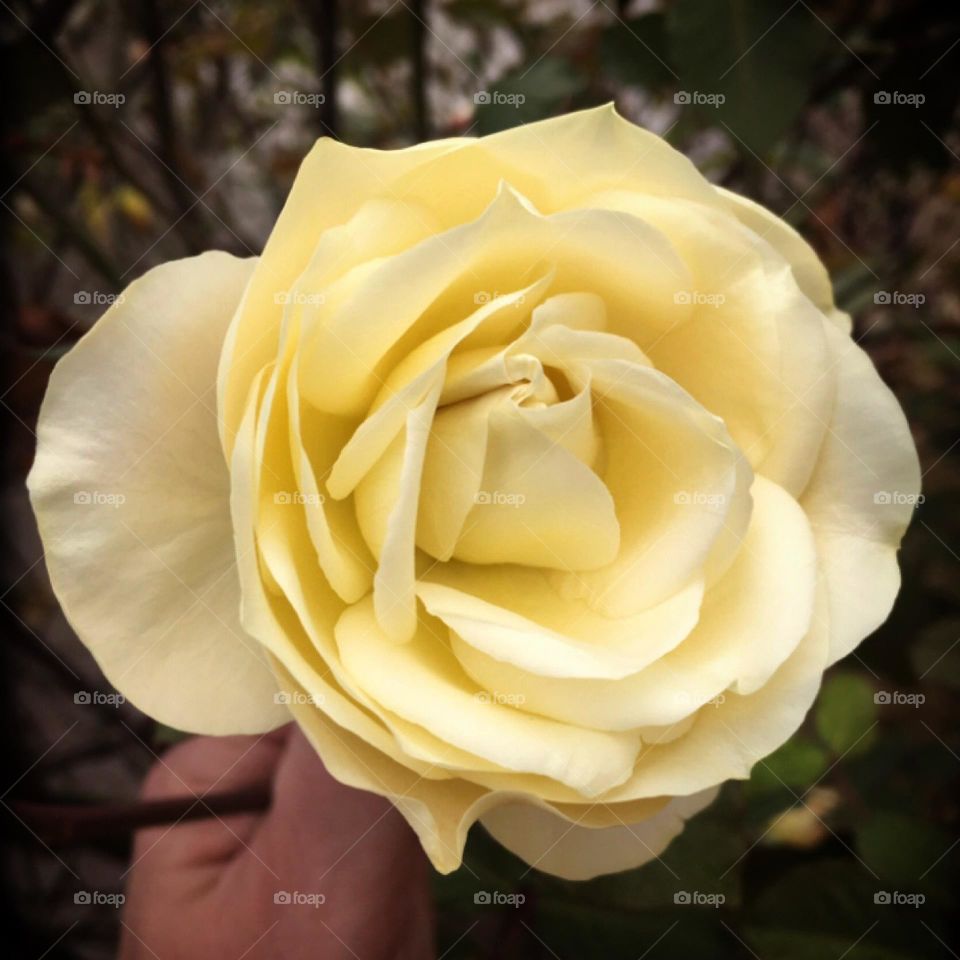 🌹 🇺🇸 Very beautiful flowers to brighten our day.  Live nature and its beauty. Did you like the delicate petals? / 🇧🇷 Flores muito bonitas para alegrar nosso dia. Viva a natureza e sua beleza. Gostaram das pétalas delicadas? 