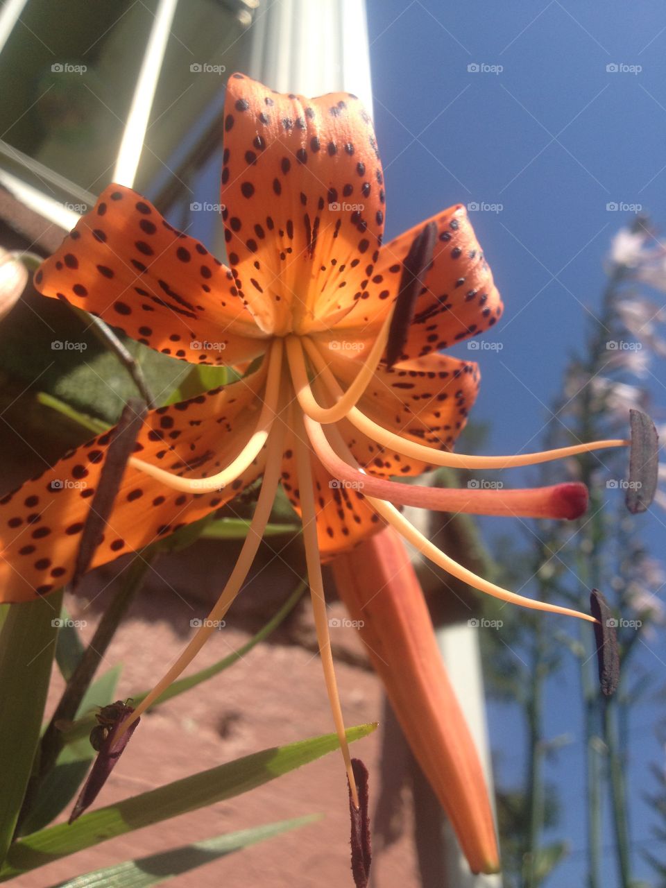 Orange Lily Flower