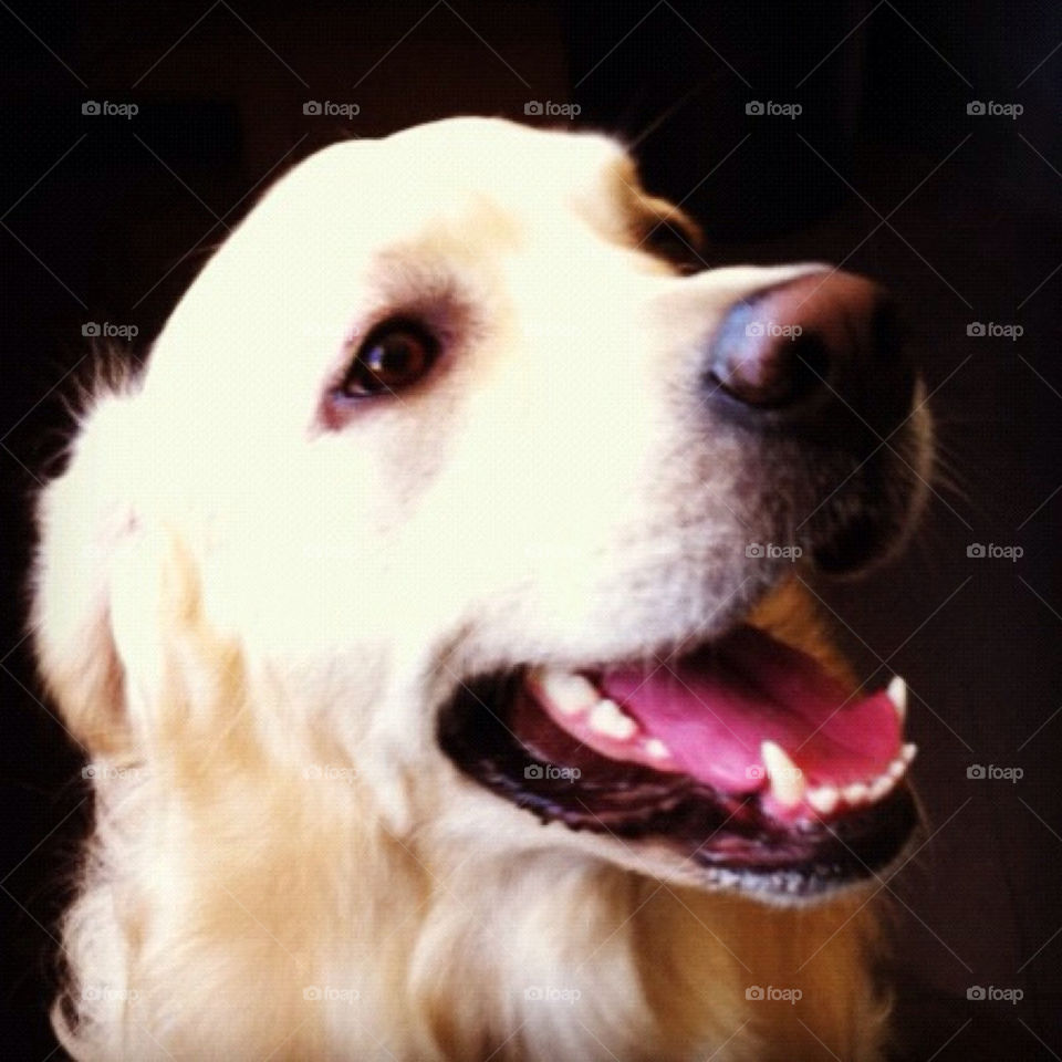 pretty face dog cute by Zita