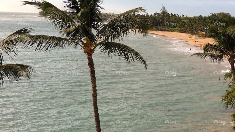 Maui goodness. Beach in maui with shore and palm trees