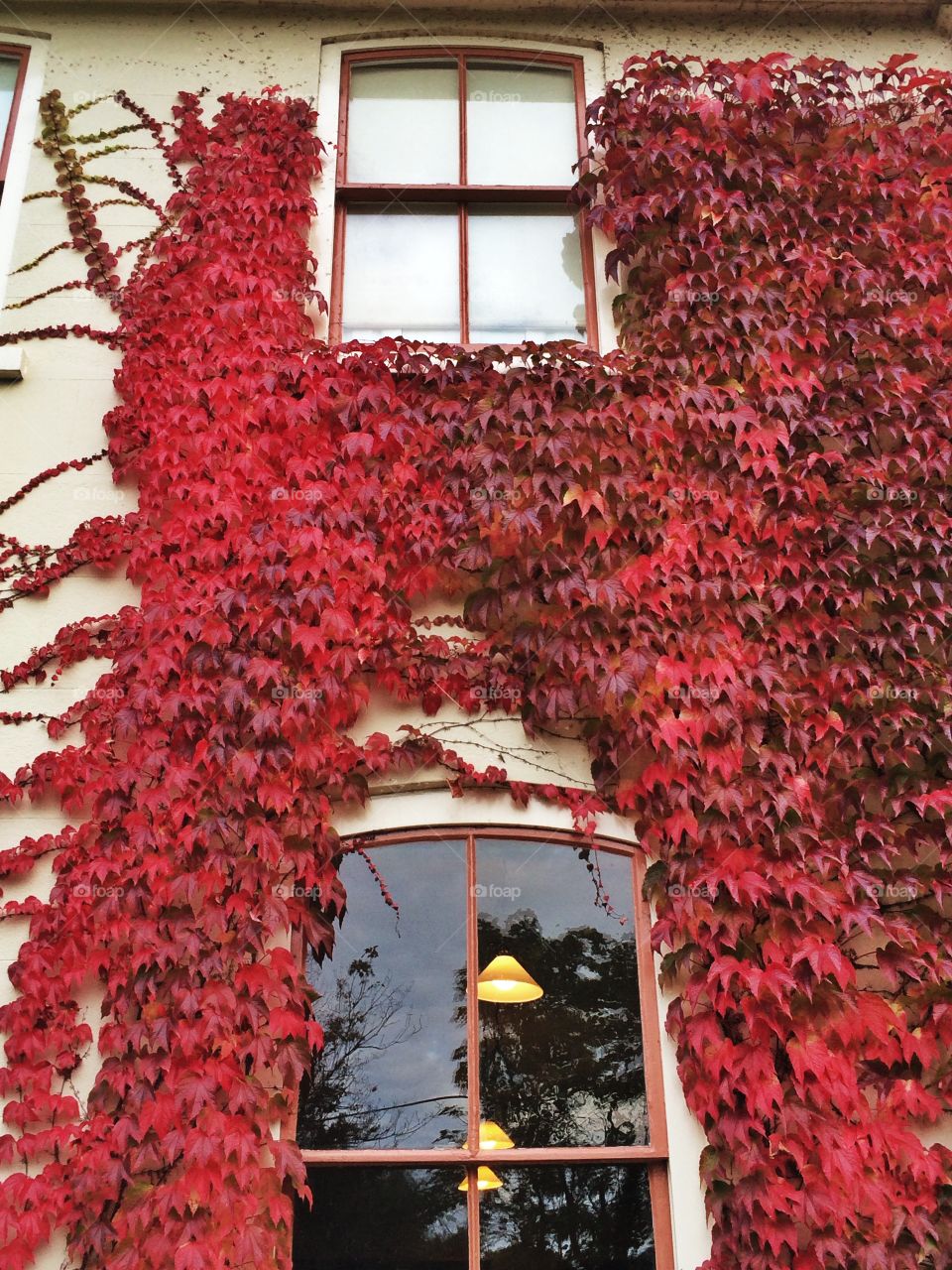 Windows with red maple leaves. Windows with red maple leaves