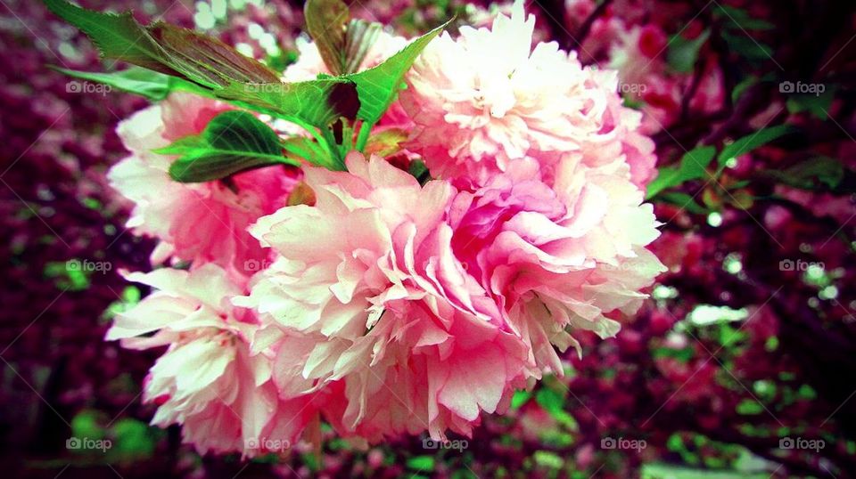 Pink Flowers and leaves