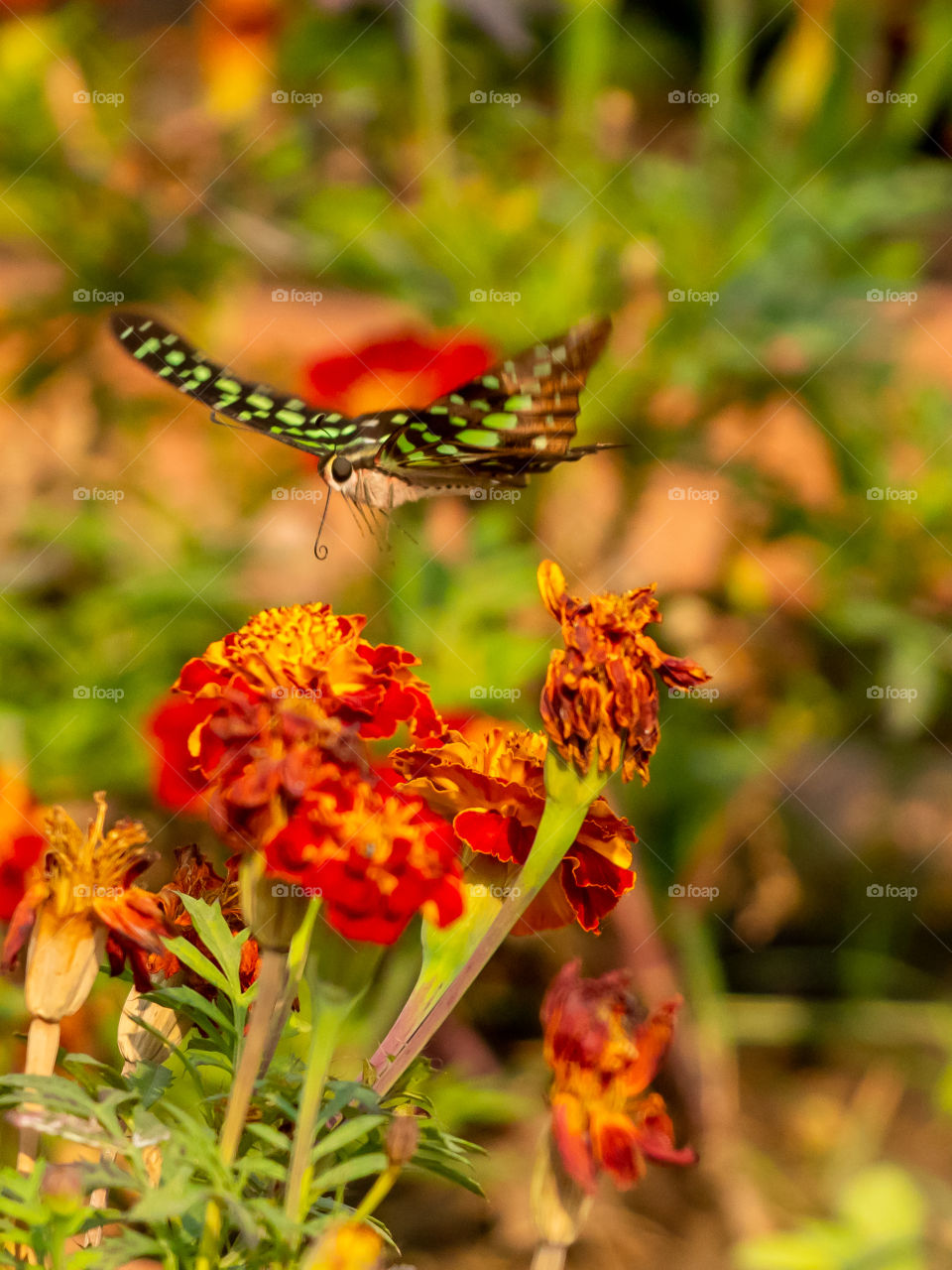 Beautiful Butterfly