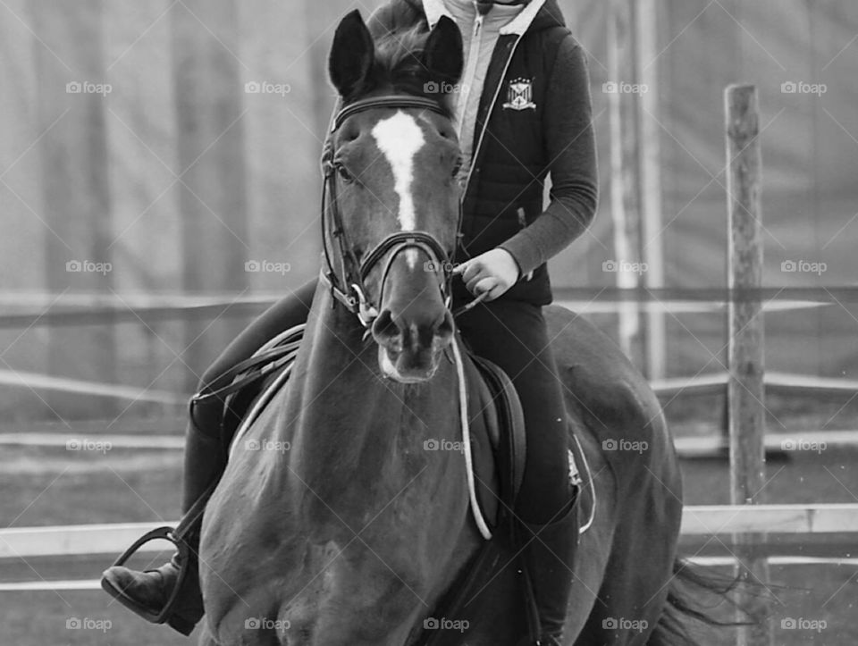 Black&white portrait of a French mare 