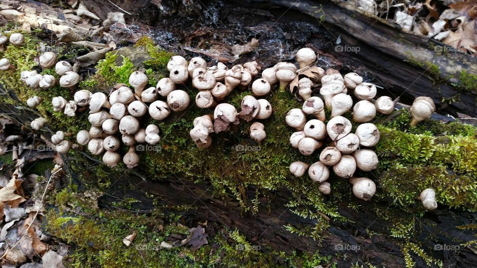Fungus, Mushroom, Nature, Moss, Wood