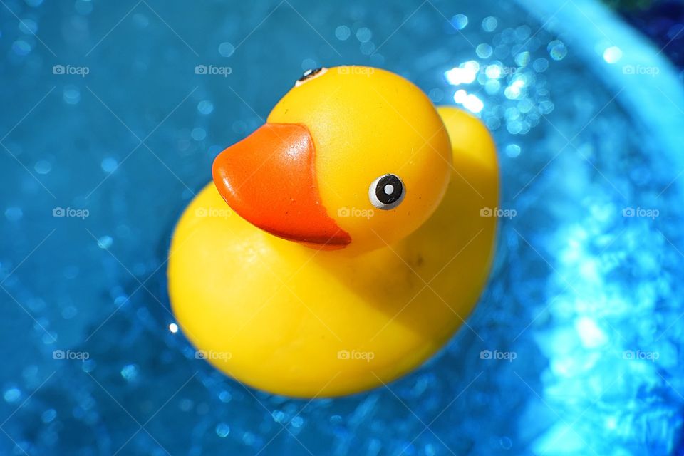 Overhead view of rubber duck