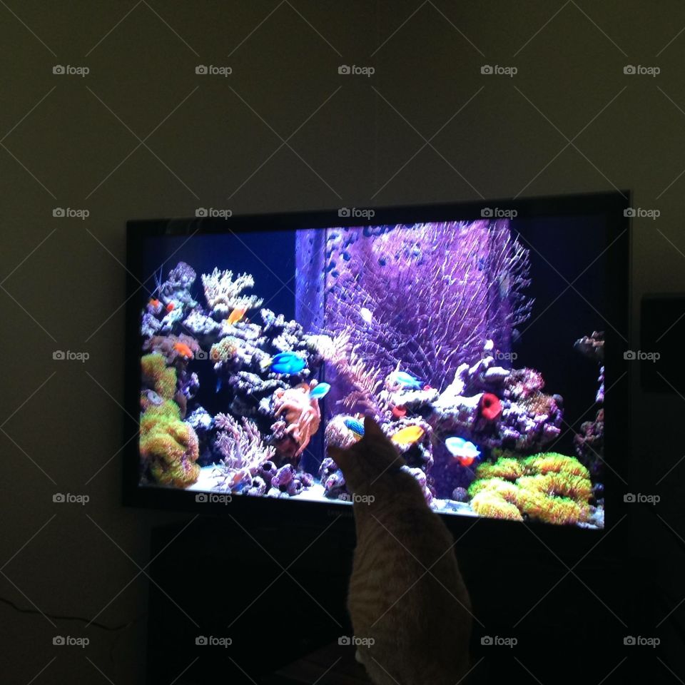 Cat intrigued by television 