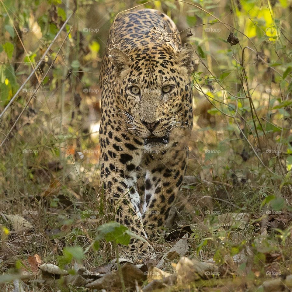 Scarface- THE LEGEND