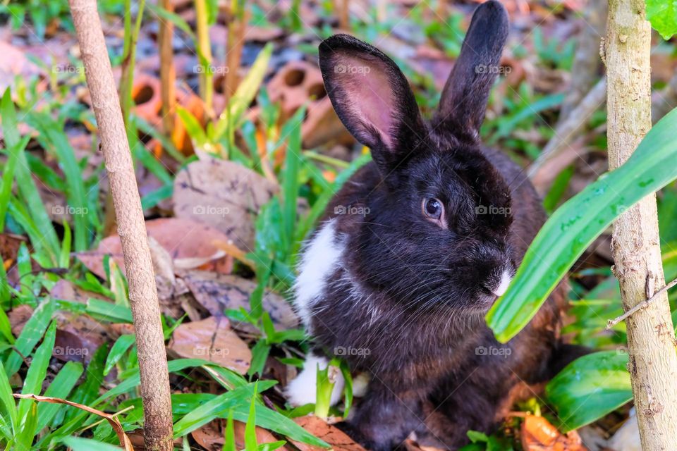 a black rabbit exploring the garden