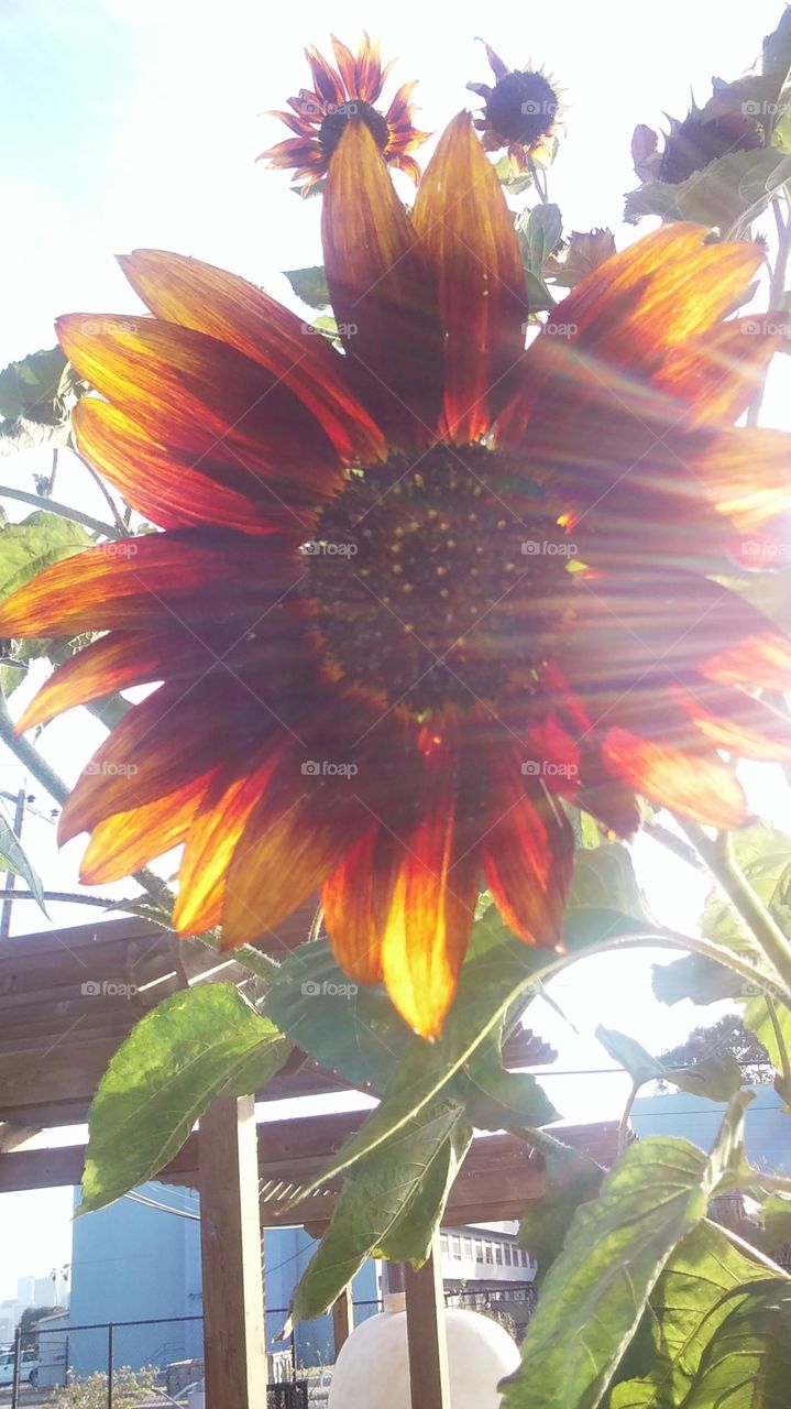 sunflower in the setting sun