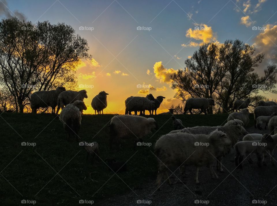 Sheep on a hill