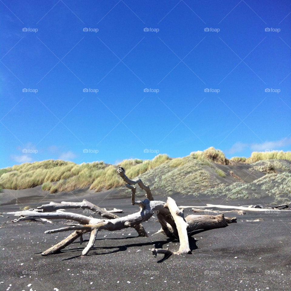 santoft forest beach new zealand beach blue sky dunes by gil58