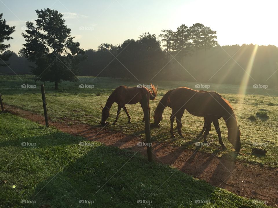 Horses at dusk