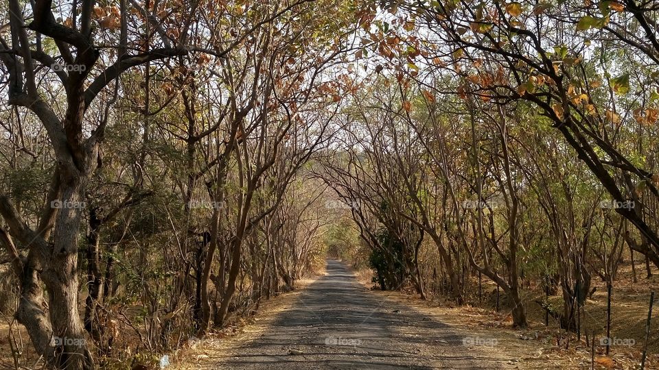 forest road view..... beautyfull movment capture in sunshin wood land area