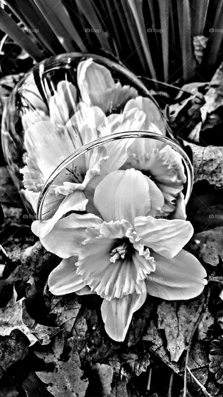 Sippin' on Daffodils