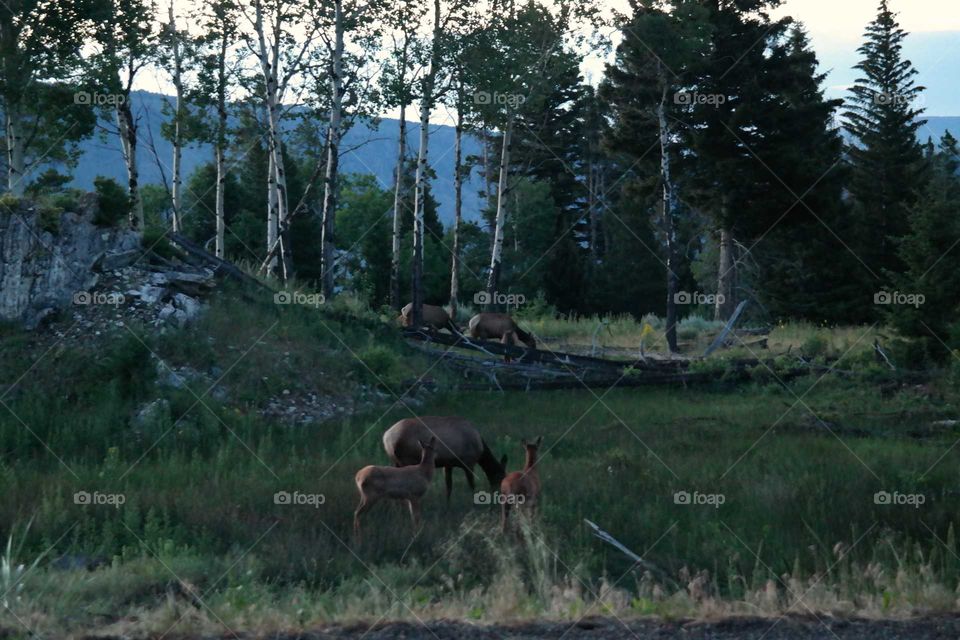 Mammal, Wood, No Person, Tree, Grass