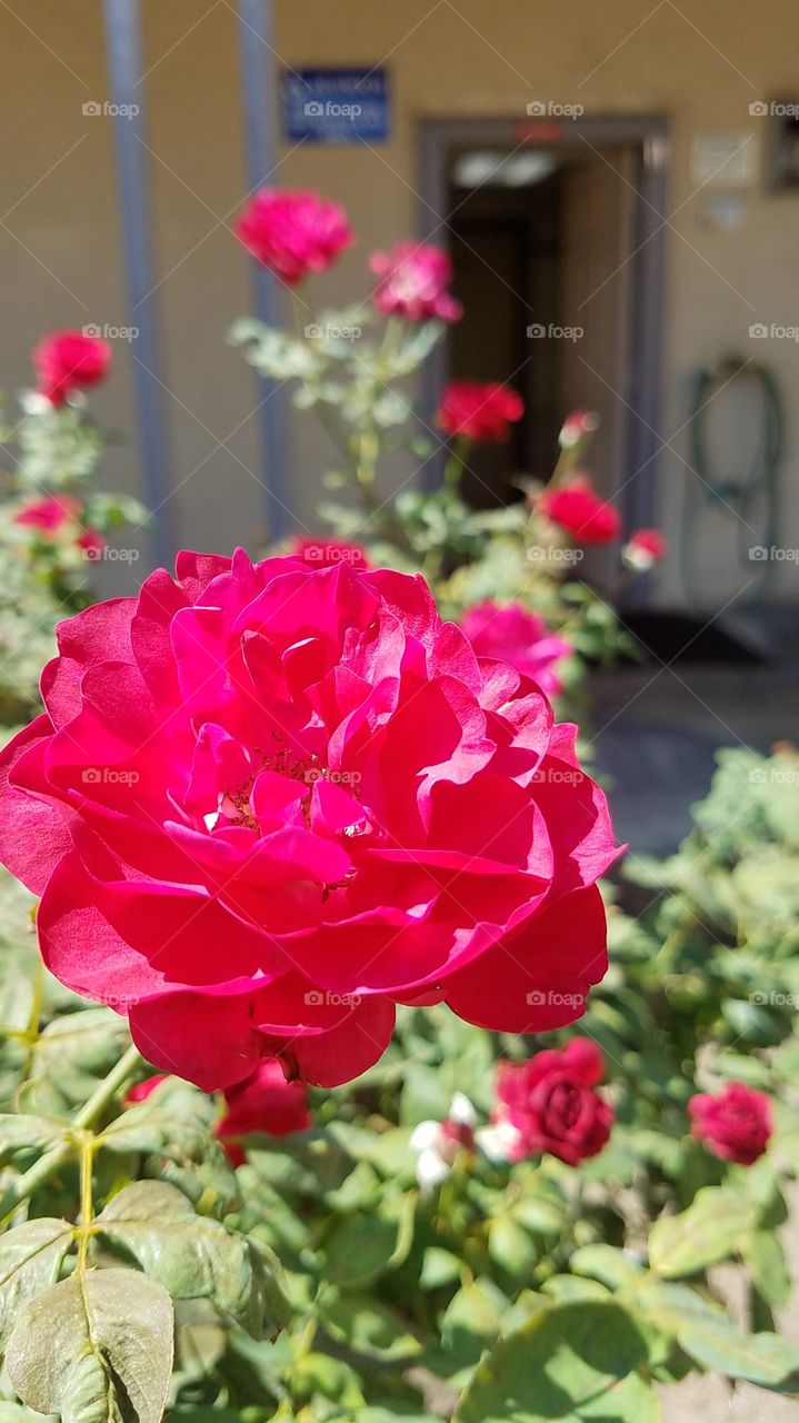 gorgeous red rose
