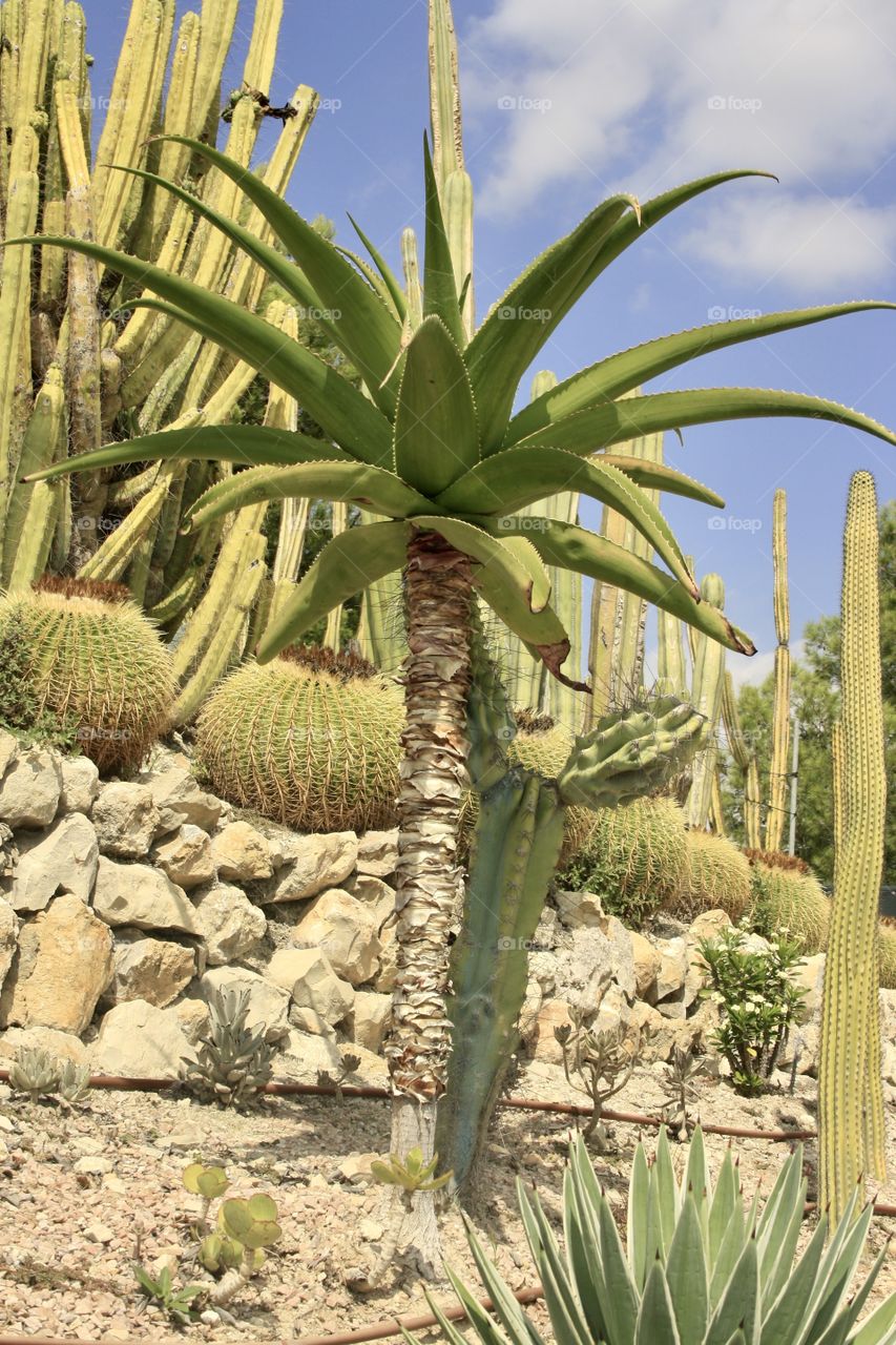 Walking through the countryside I found this area full of cacti. There is also the Aloe Vera plant.